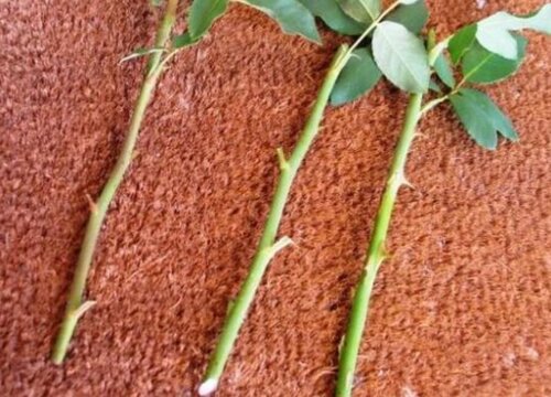 玫瑰可以扦插成活吗