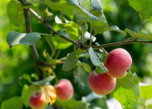 新鲜山楂的功效与作用及食用方法