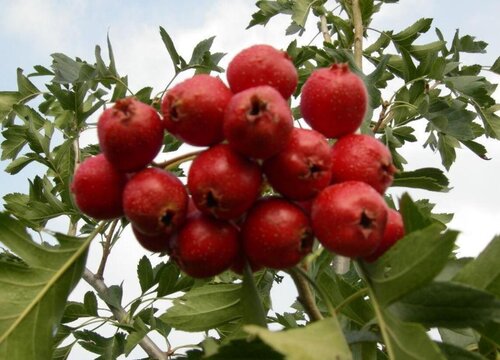 新鲜山楂的功效与作用及食用方法