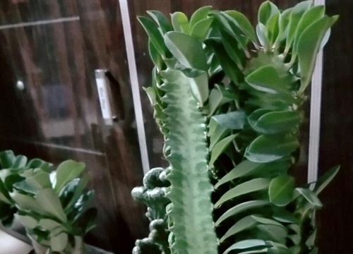 龙骨夏天如何养生长速度快