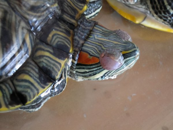 乌龟为什么不吃东西