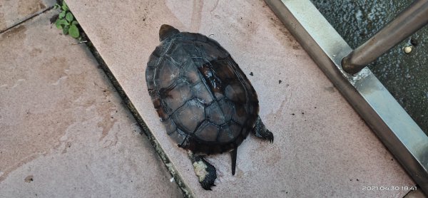 乌龟为什么不吃东西