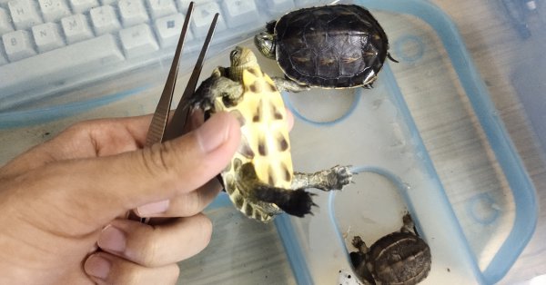 乌龟为什么不吃东西