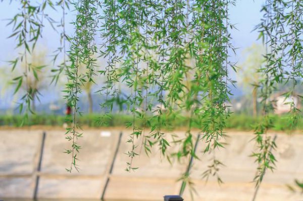 植物生根剂的配制方法