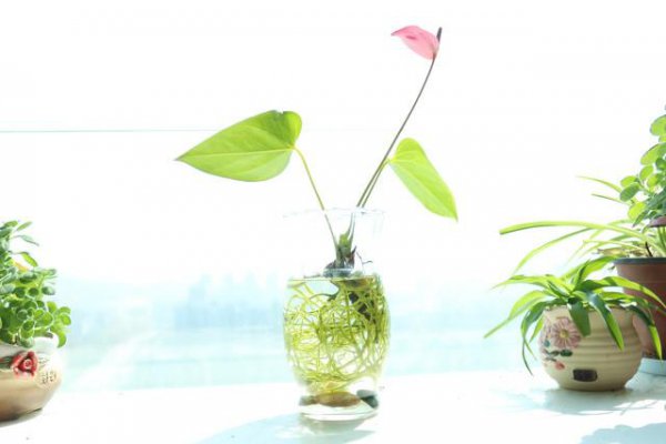 植物生根剂的配制方法