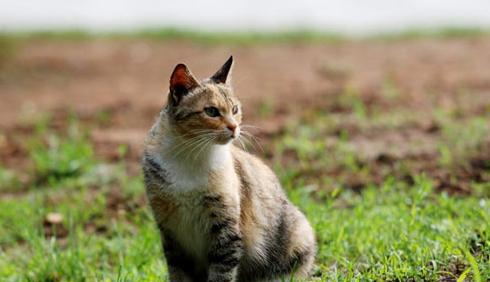 双猫独狗正确民间说法是什么