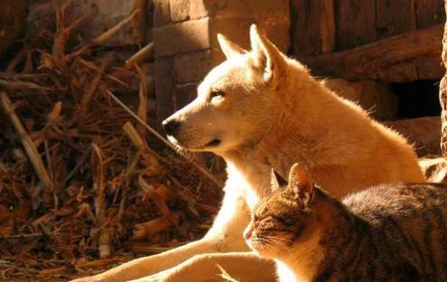 双猫独狗正确民间说法是什么