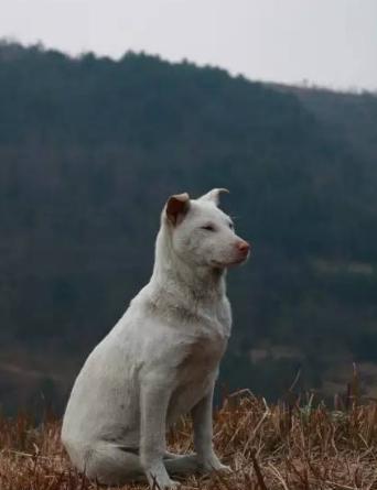 双猫独狗正确民间说法是什么