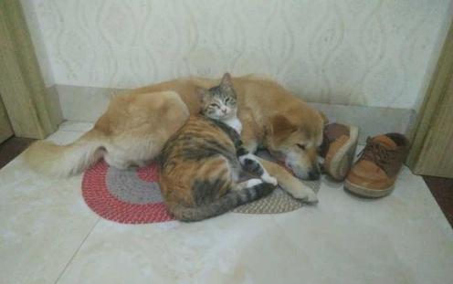 双猫独狗正确民间说法是什么