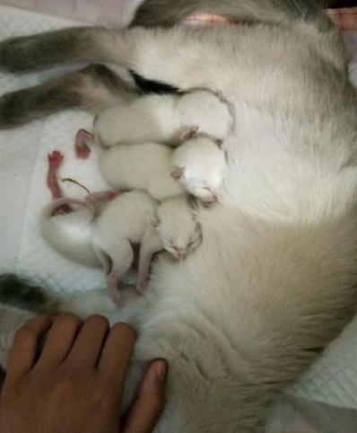 双猫独狗正确民间说法是什么