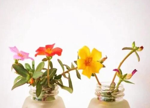 太阳花怎么醒花