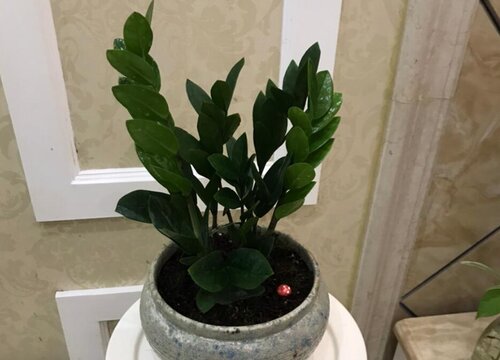 金钱树几天浇一次水比较好