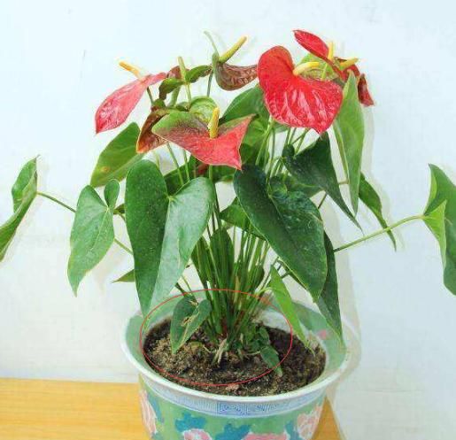 红掌根部长了好多小叶子要剪掉吗