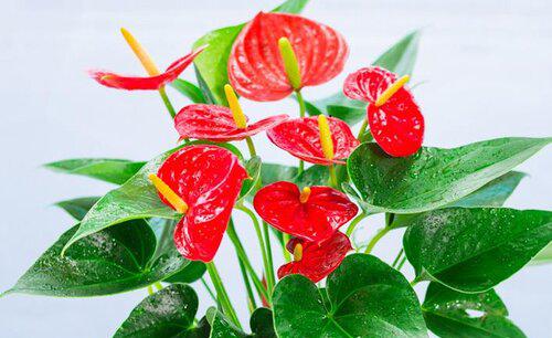 红掌根部长了好多小叶子要剪掉吗