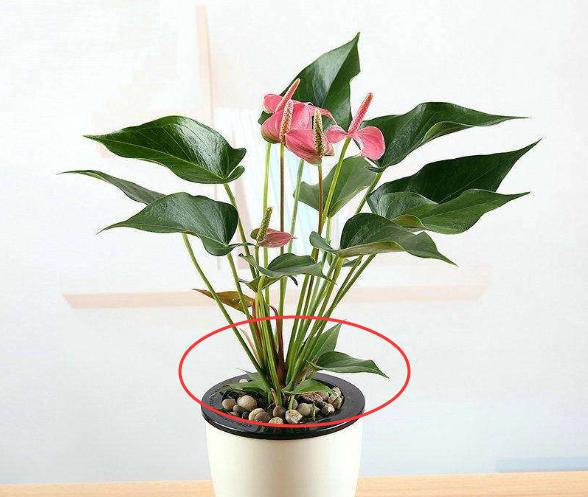 红掌根部长了好多小叶子要剪掉吗