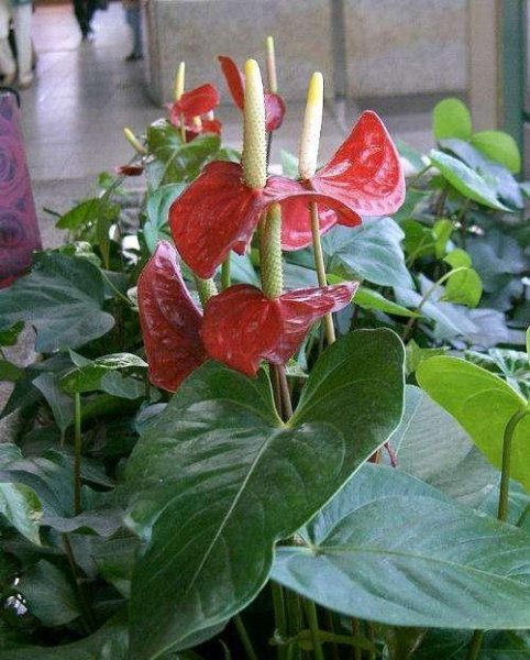 红掌根部长了好多小叶子要剪掉吗