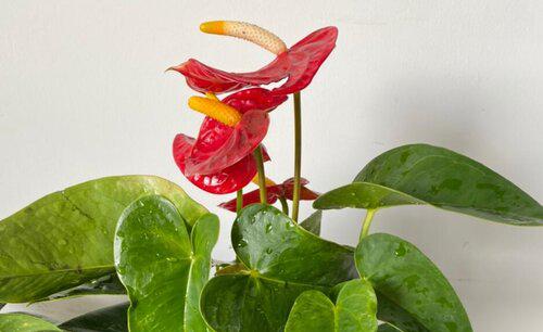 红掌根部长了好多小叶子要剪掉吗