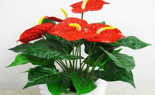 红掌根部长了好多小叶子要剪掉吗