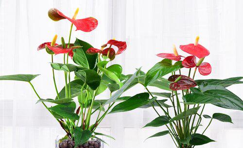 红掌根部长了好多小叶子要剪掉吗