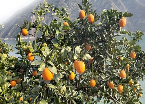 橙子什么季节成熟