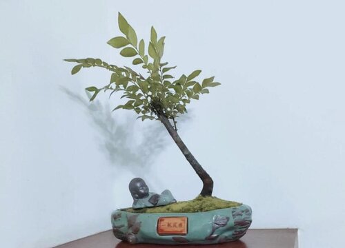 榕树盆景怎么换土换盆