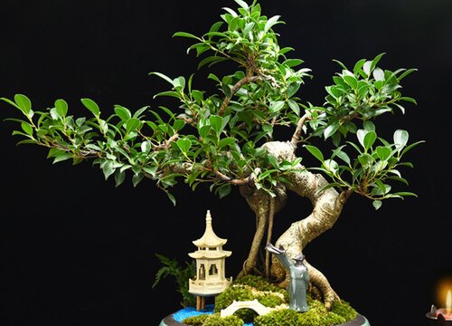 榕树盆景怎么换土换盆