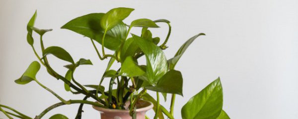 客厅挂什么花好