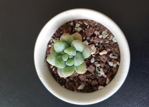 多肉营养土怎么配