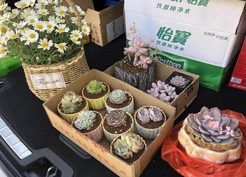 多肉营养土怎么配