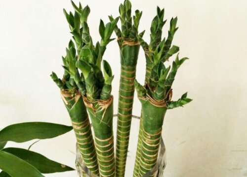 龙竹风水摆放三不要