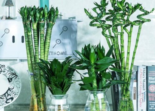 龙竹风水摆放三不要