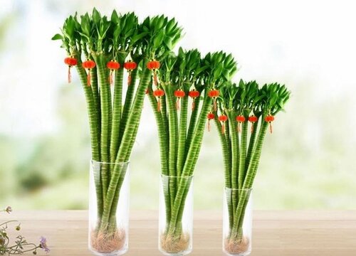 龙竹风水摆放三不要