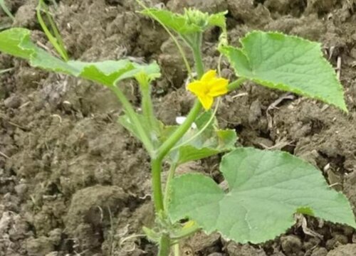 黄瓜生长对水分的要求