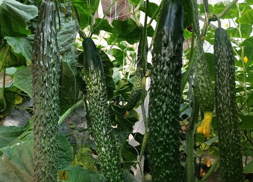 黄瓜冲施什么牌子水溶肥好