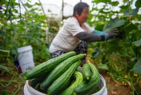 黄瓜冲施什么牌子水溶肥好
