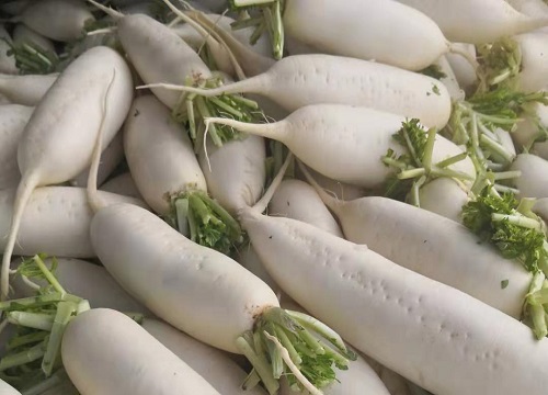 白萝卜生长期多少天