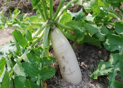 白萝卜生长期多少天