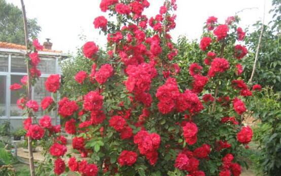 家里为什么不能养玫瑰花