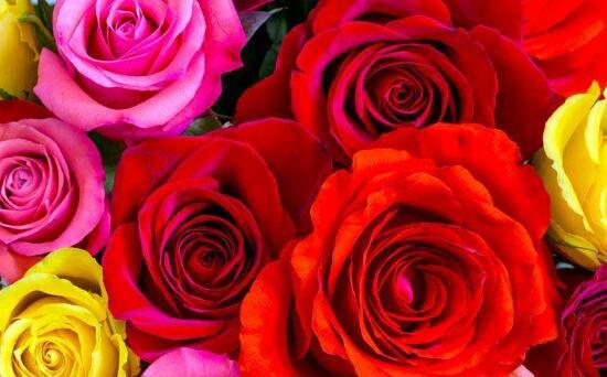 家里为什么不能养玫瑰花