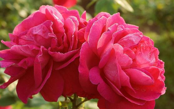 家里为什么不能养玫瑰花