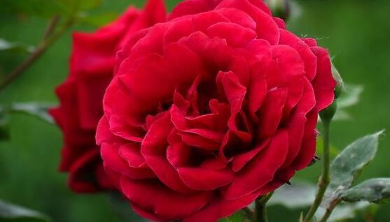 家里为什么不能养玫瑰花