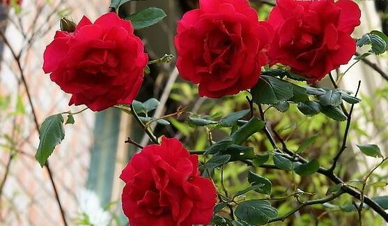 家里为什么不能养玫瑰花