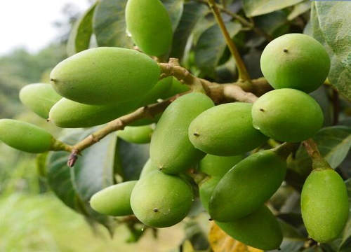 橄榄什么季节成熟