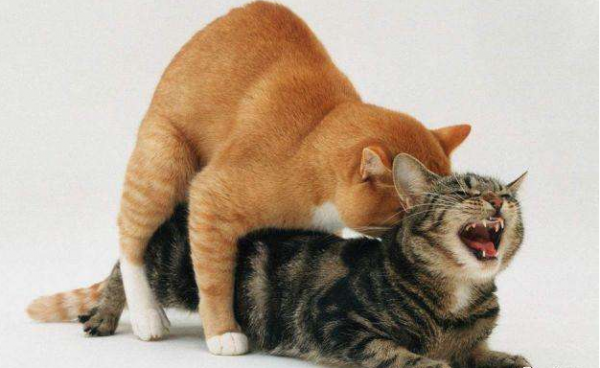 异地恋520送什么礼物给女朋友好