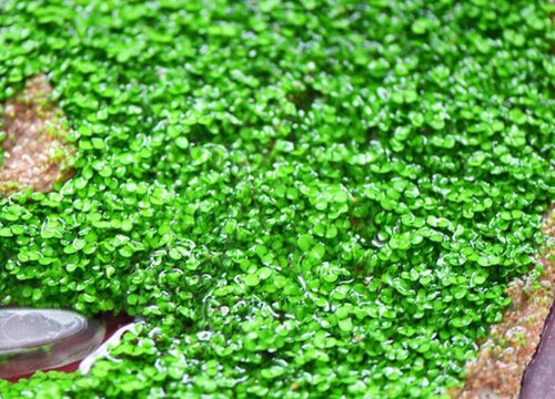 海藻怎么发芽快