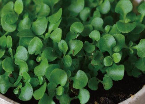 海藻怎么发芽快