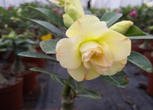 7月养沙漠玫瑰的2个雷区