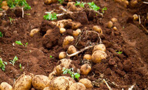 马铃薯高产栽培技术要点