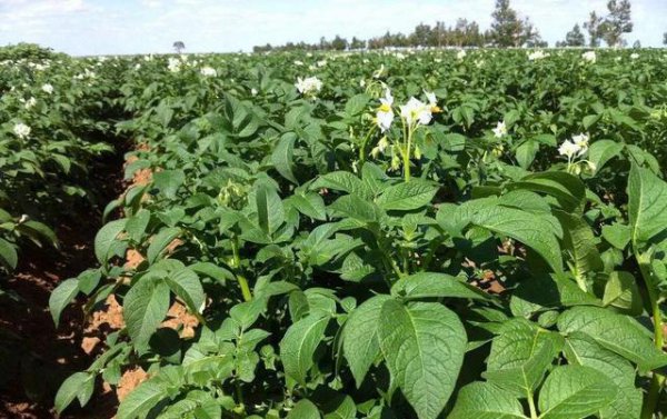 马铃薯高产栽培技术要点