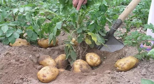 马铃薯高产栽培技术要点